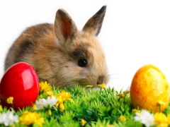 Konijn met rood en geel paasei